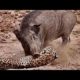 Warthog vs Leopard! The Craziest Wild Animal Fights World of Wildlife