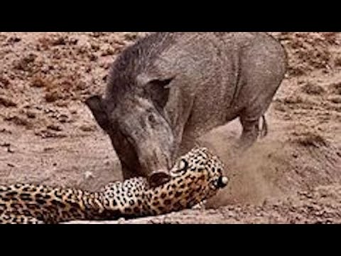 Warthog vs Leopard! The Craziest Wild Animal Fights World of Wildlife