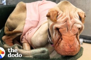 Watch What Happens When This Scared Shelter Dog Finally Feels Love | The Dodo