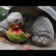 WaterANIMALons - Animals Eating Watermelon With Great Pleasure