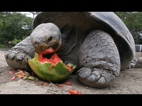 WaterANIMALons - Animals Eating Watermelon With Great Pleasure