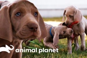 Weimaraner Puppies Get Ready To Celebrate Their First Christmas! | Too Cute!