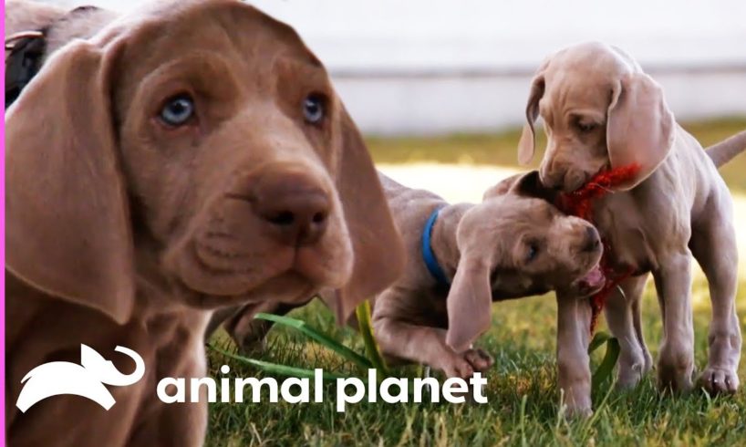 Weimaraner Puppies Get Ready To Celebrate Their First Christmas! | Too Cute!