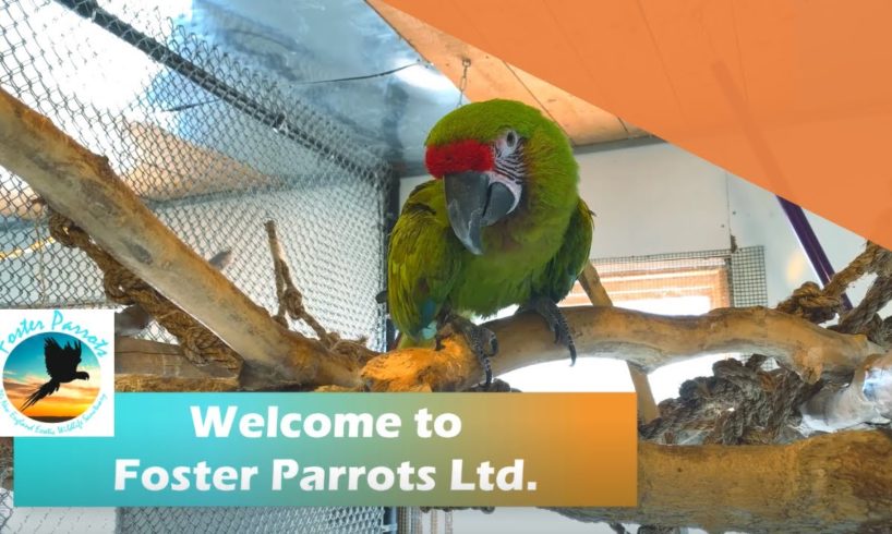 Welcome to Foster Parrots Exotic Animal Sanctuary!