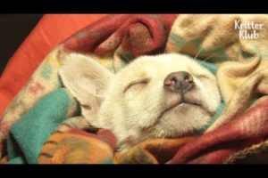 What Happened To A Poor Puppy Falling Into A Deep Sleep For The 1st Time? | Animal in Crisis EP112