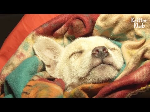 What Happened To A Poor Puppy Falling Into A Deep Sleep For The 1st Time? | Animal in Crisis EP112
