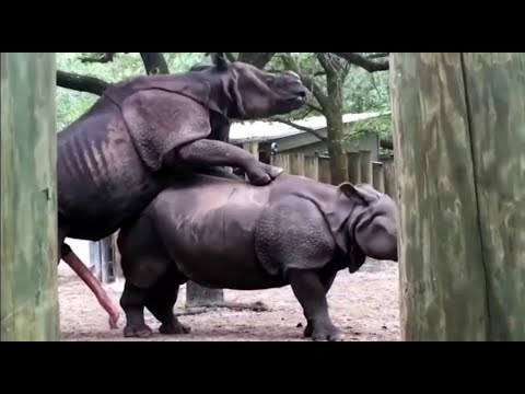 Wild All Animals Animal mating - animal mating with other animals