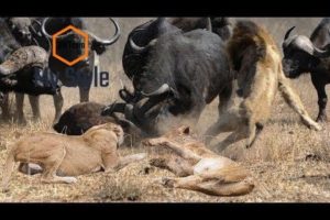 Wild Animal Fights  -Lion vs Animals Buffalo vs Elephant, Leopard vs Impala, Warthog...