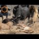 Wild Animal Fights  -Lion vs Animals Buffalo vs Elephant, Leopard vs Impala, Warthog...