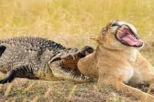Wild Animal fight Lion kills Crocodile