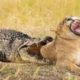 Wild Animal fight Lion kills Crocodile