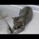 Wild cat mothered by a domestic cat! | Making Animal Babies | BBC