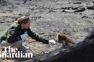 Wildlife rescue teams search for survivors on Kangaroo Island