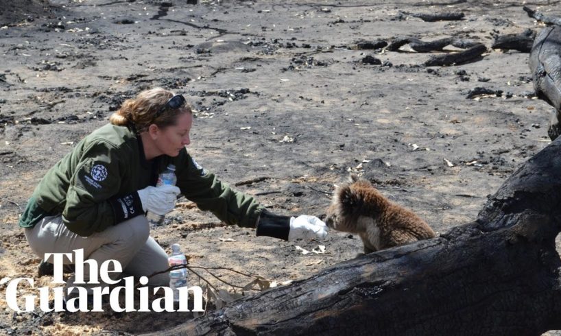 Wildlife rescue teams search for survivors on Kangaroo Island