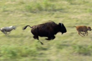 Wolves Hunt Buffalo and Calf | BBC Earth