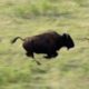 Wolves Hunt Buffalo and Calf | BBC Earth