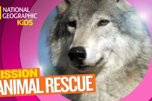 Wolves and How to Save Them ? | Mission Animal Rescue
