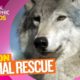 Wolves and How to Save Them ? | Mission Animal Rescue