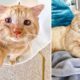 Woman Convinces Landlord To Make An Exception To The No Pet Rule For Her Rescue Cat