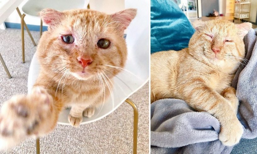 Woman Convinces Landlord To Make An Exception To The No Pet Rule For Her Rescue Cat