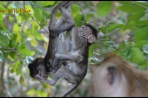 Wonderful of Twins Babies Monkeys Are Playing, So Happy Moy and Pee