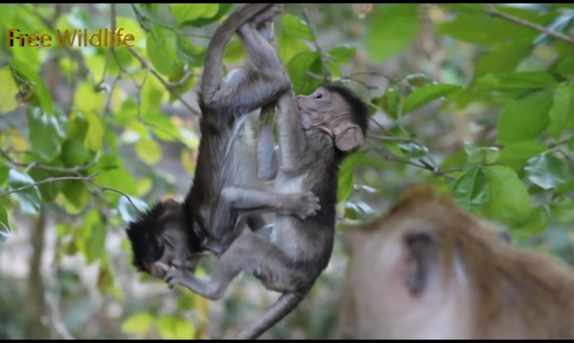 Wonderful of Twins Babies Monkeys Are Playing, So Happy Moy and Pee