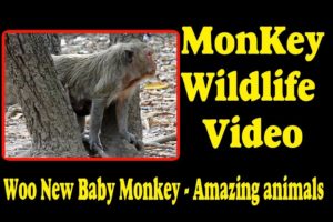 Woo New Baby Monkey -  Amazing animals | Monkey Wildlife Video