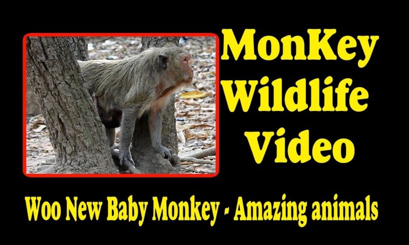Woo New Baby Monkey -  Amazing animals | Monkey Wildlife Video
