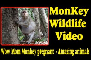 Wow Mom Monkey pregnant  |  Amazing animals | Monkey Wildlife Video