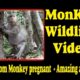 Wow Mom Monkey pregnant  |  Amazing animals | Monkey Wildlife Video