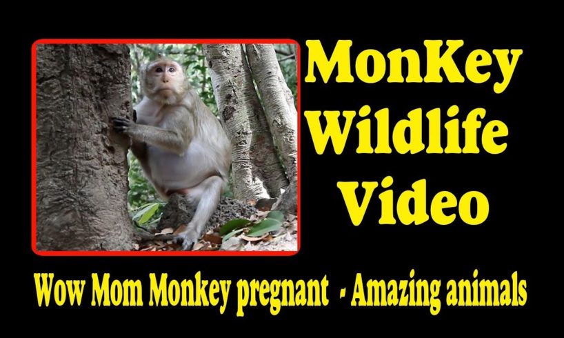 Wow Mom Monkey pregnant  |  Amazing animals | Monkey Wildlife Video