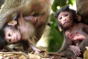adorable baby steveo action good play with brother and sister, | so cutes all baby in group charlie