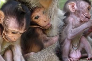 animals monkey?action adorable baby monkey breast milk, cute baby active good playing and sleeping
