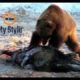 best of wild animal fights compilation
