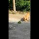 cat vs snake funny videos, cat funny moments 2019   funny animal fights videos