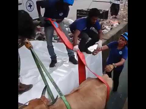 cow rescue with care