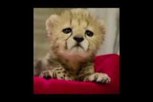 cute puppies and baby animals videos