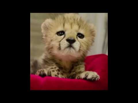 cute puppies and baby animals videos