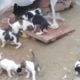 cute puppies doing funny things ¦¦ cute dogs