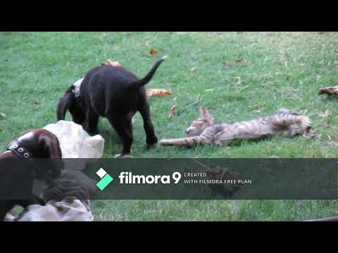 cute puppies playing with  a kitten (rip) :(
