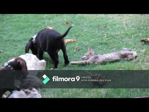 cute puppies playing with a kitten (rip) :(