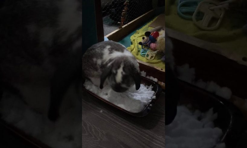 diva playing in the snow for the first time on fastforward nov 7 2019 video