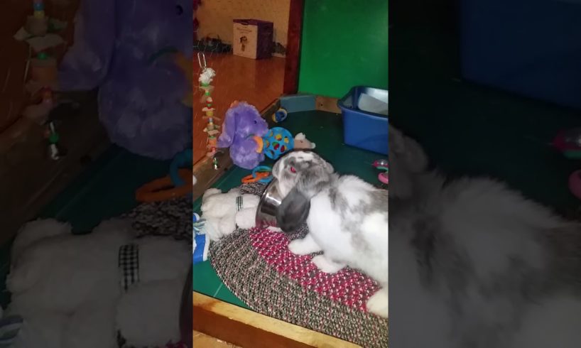 diva playing with his dish and being silly video march 3 2019