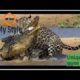 jaguar vs crocodile fight to death /brutal wild animal fight