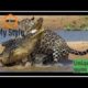 jaguar vs crocodile fight to death /brutal wild animal fight