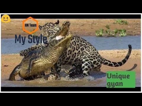 jaguar vs crocodile fight to death /brutal wild animal fight