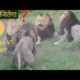 lion fight:Four lion fight to see who's kings! king of animal fight in zoo