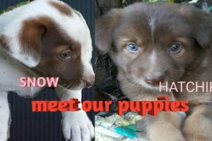 #puppies #doggies                OUR CUTE PUPPIES