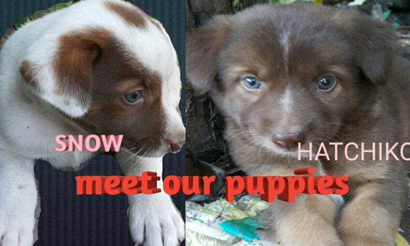 #puppies #doggies                OUR CUTE PUPPIES