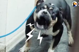 "Aggressive" Pit Bull Rescued From Basement - DONATELLO | The Dodo